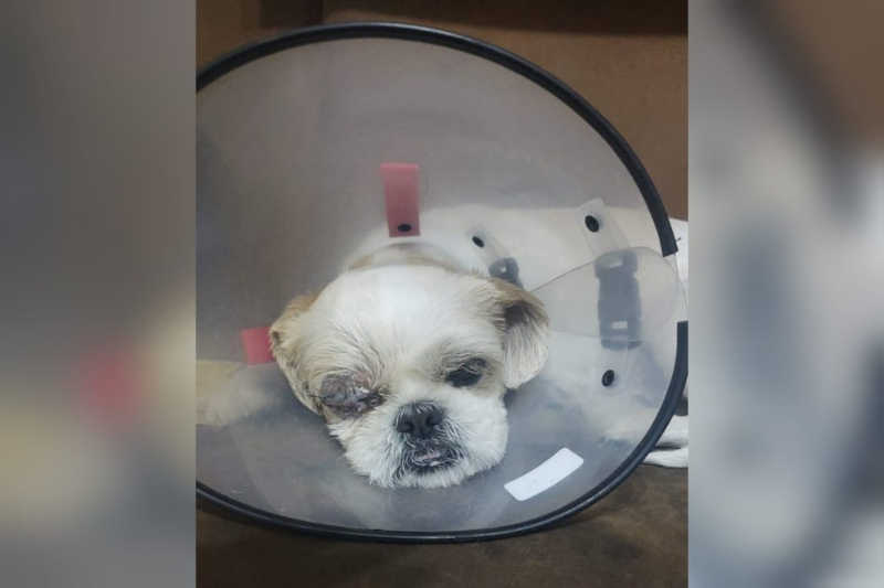 Cão passa por cirurgia para retirar olho após ser agredido com pauladas em Sorocaba, SP