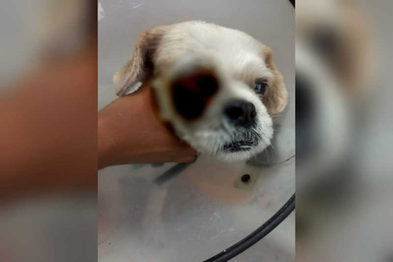 Cão passa por cirurgia após ser agredido com pauladas em Sorocaba (SP) — Foto: Arquivo pessoal