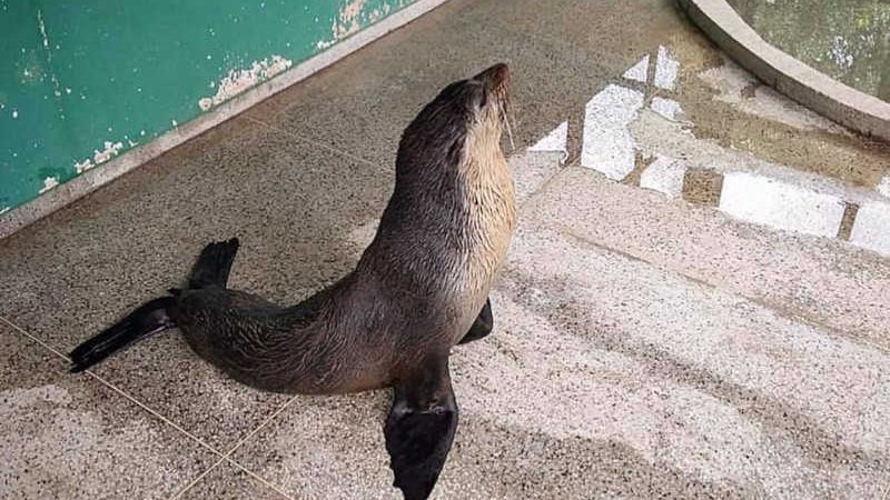 Animal foi trazido para centro de reabilitação em Ubatuba — Foto: Divulgação/Infraero
