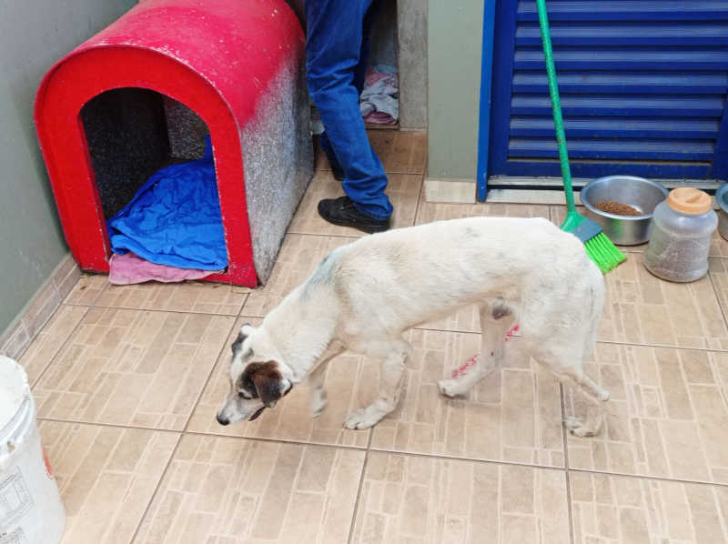 Polícia Municipal resgata cachorro cego abandonado em Artur Nogueira, SP