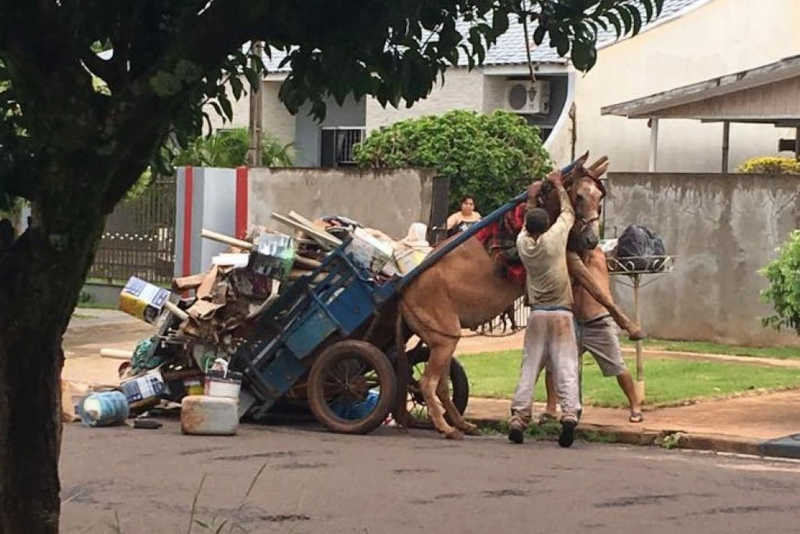 Sem carroças! Justiça mantém proibida a tração animal em Guarulhos, SP