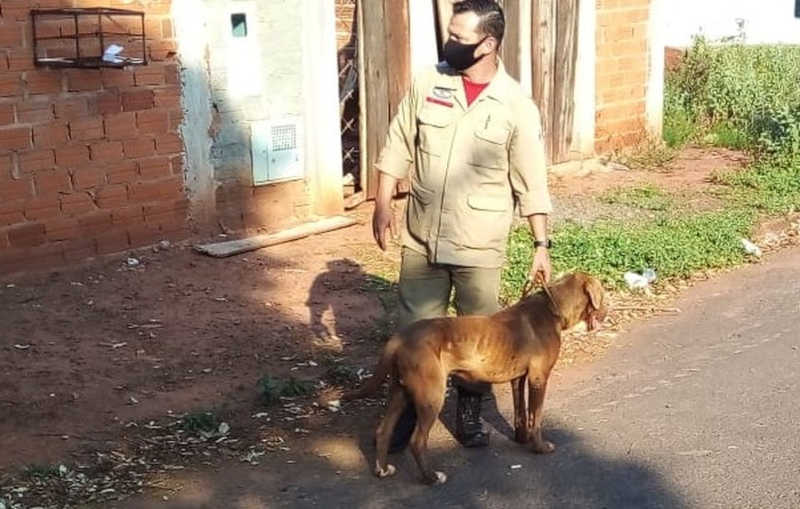 Cães foram deixados sozinhos por dias em uma casa, amarrados, sem alimentação e sem água — Foto: Polícia Ambiental