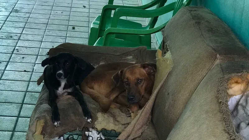 Animais abandonados são resgatados de clínica veterinária fechada há seis meses em Maceió, AL