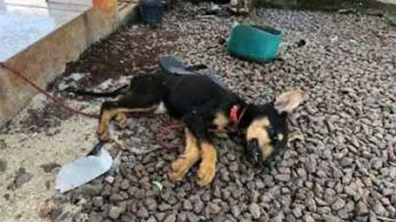 Cão de 3 meses morre de fome e sede em Maravilha (SC) e responsáveis vão responder por maus-tratos