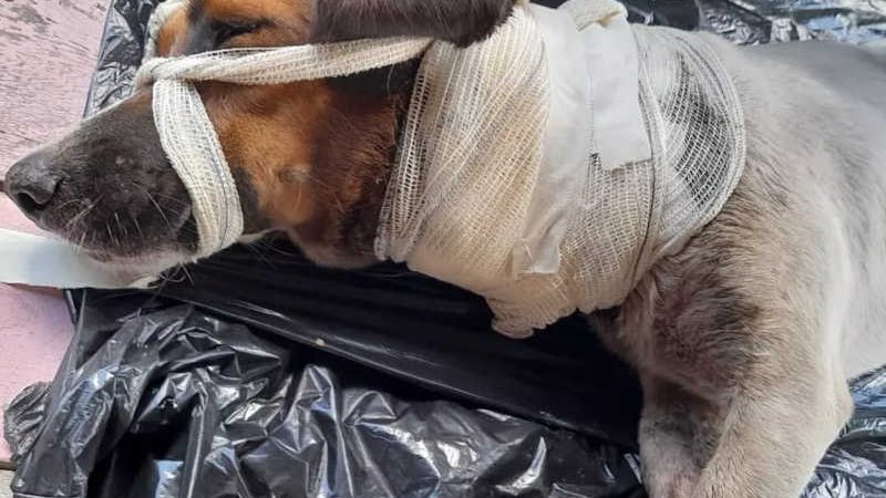 Cão vítima de maus-tratos foi resgatado no Arquipélago do Bailique em meio à salinização — Foto: Jessica Ferreira/Arquivo pessoal