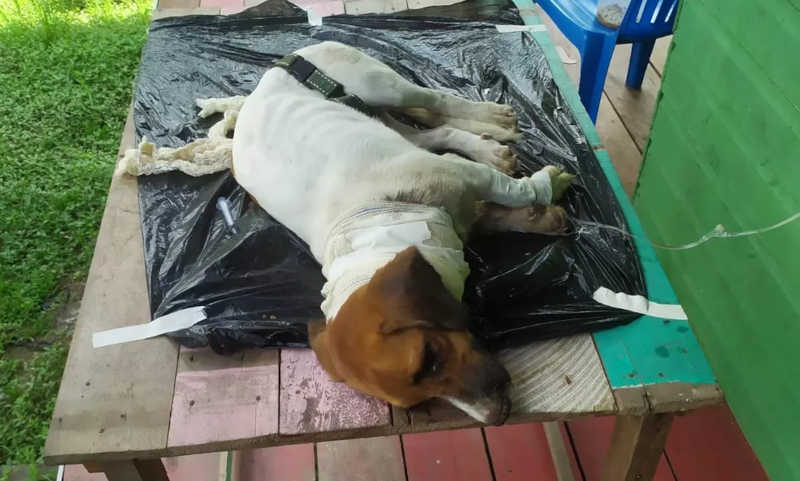 Cão foi abandonado pelo tutor com corte no pescoço — Foto: Jéssica Ferreira/Arquivo Pessoal