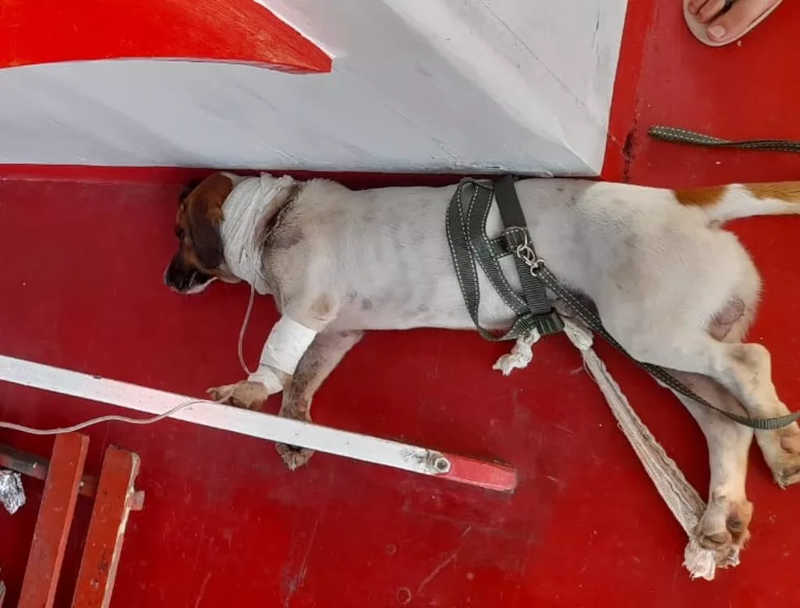 Protetores trouxeram cão para Macapá em barco que transportava ajuda humanitária — Foto: Jéssica Ferreira/Arquivo Pessoal