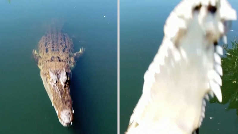 Crocodilo é perturbado e ataca drone em pleno voo; veja