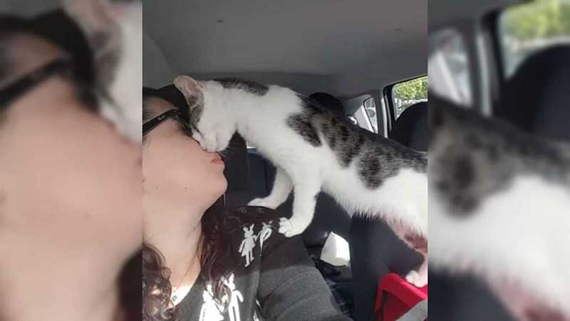 O gato do abrigo é resgatado no último segundo do corredor da morte e não consegue parar de beijar a mulher que o salvou