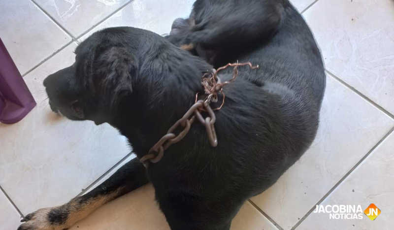Cidadão flagra crime e retira corrente de quase 1 quilo do pescoço de cão em Jacobina, BA