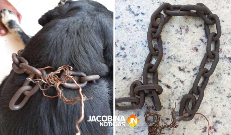 Cidadão flagra crime de maus-tratos a cachorro em Jacobina
