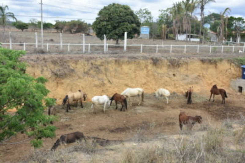 Cavalinhos estão morrendo do Curral Municipal em Vitória da Conquista, BA