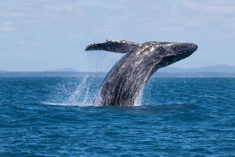 Por se alimentar no fundo e defecar na superfície, as baleias acabam adubando as águas marinhas — Foto: Tiago Rodrigues/VC no TG