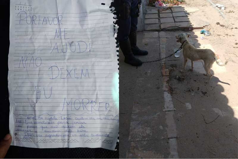 Cadela abandonada foi encontrada com bilhete pedindo socorro, no Ceará. — Foto: Reprodução