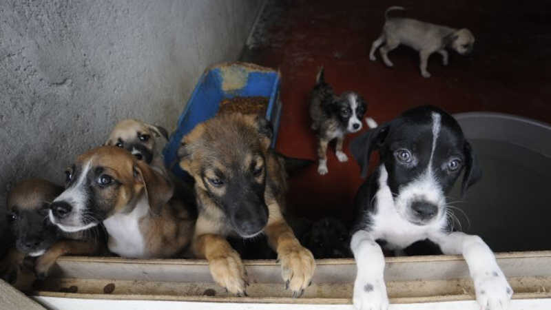 Abrigo São Lázaro anuncia encerramento de resgates de animais por falta de recursos