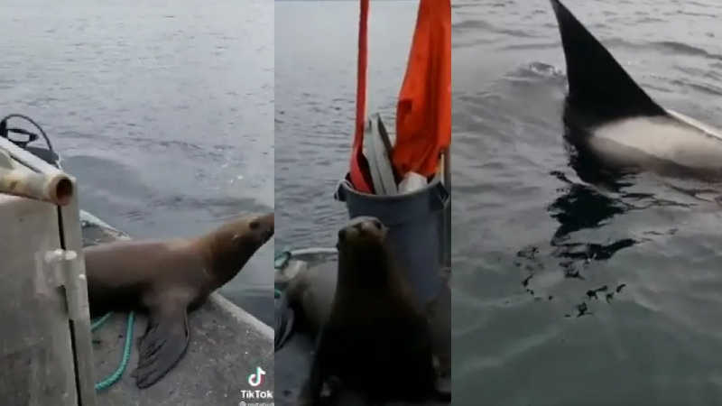 Mulher jogou ao mar um leão-marinho que se escondia de um grupo de orcas: ‘Não irei interromper a cadeia alimentar’