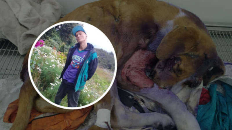 Caso chocante de crueldade animal em que um homem esfola um cachorro vivo