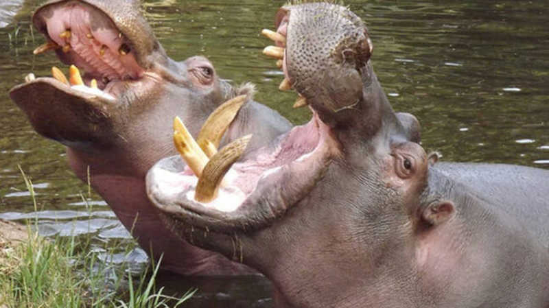 Tribunal dos EUA reconhece hipopótamos de Pablo Escobar como pessoas jurídicas; entenda