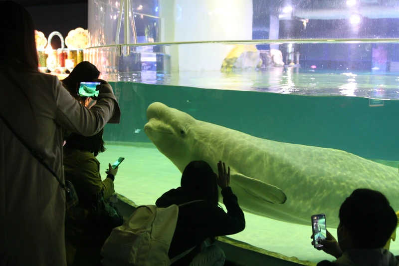Bella em seu tanque. Os ativistas afirmam que a instalação é muito rasa para uma baleia beluga mergulhar. Foto: cortesia Hot Pink Dolphins