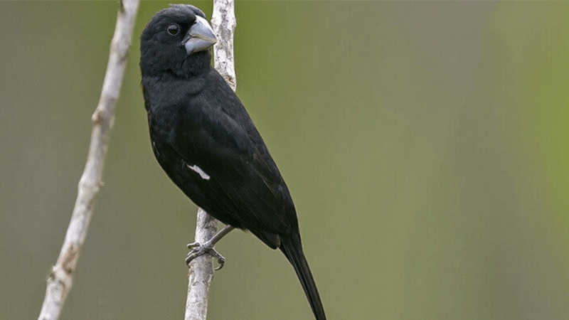 O Bicudo lidera o ranking de aves cantoras quanto à procura e valor comercial