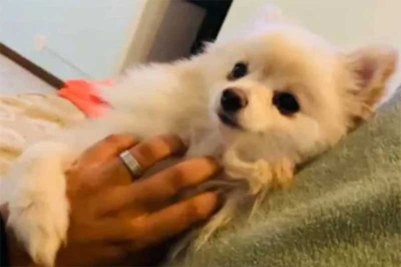 Cachorro deixado em pet shop no DF foi morto por asfixia e hemorragia