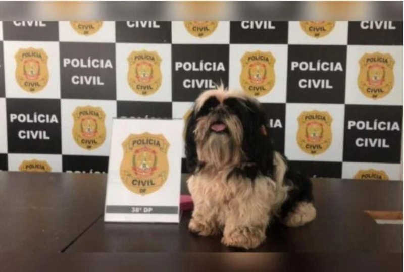 Cão espancado voltará ao tutor acusado de maus-tratos, decide Justiça