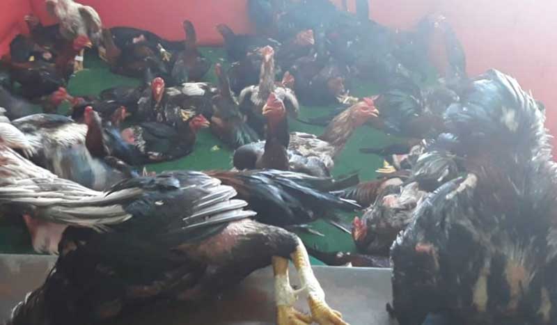 Polícia encontra local de rinha de galos e apreende mais de 60 animais na Serra, ES