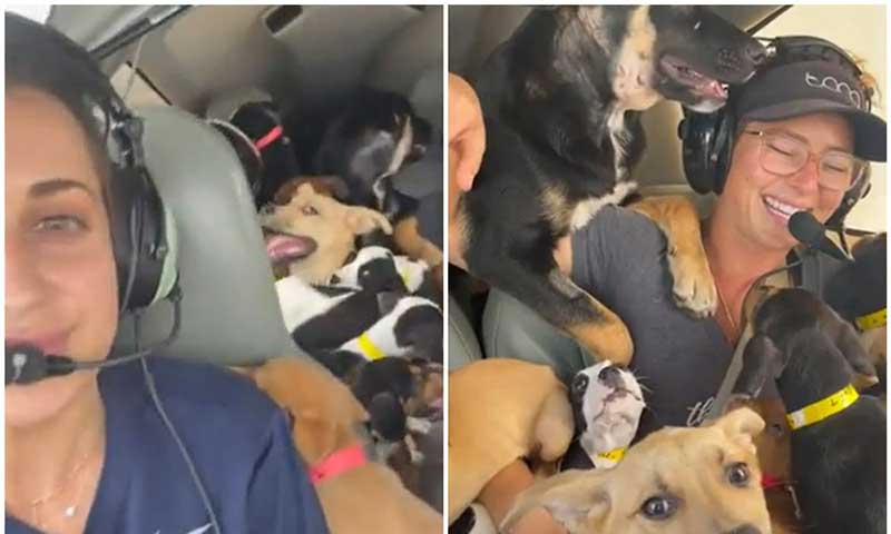 Voluntária usa avião para resgatar 27 cachorros que seriam abatidos