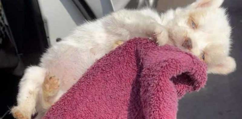 Mulher resgata cão de rua muito machucado e cachorro do veterinário o traz de volta à vida; entenda