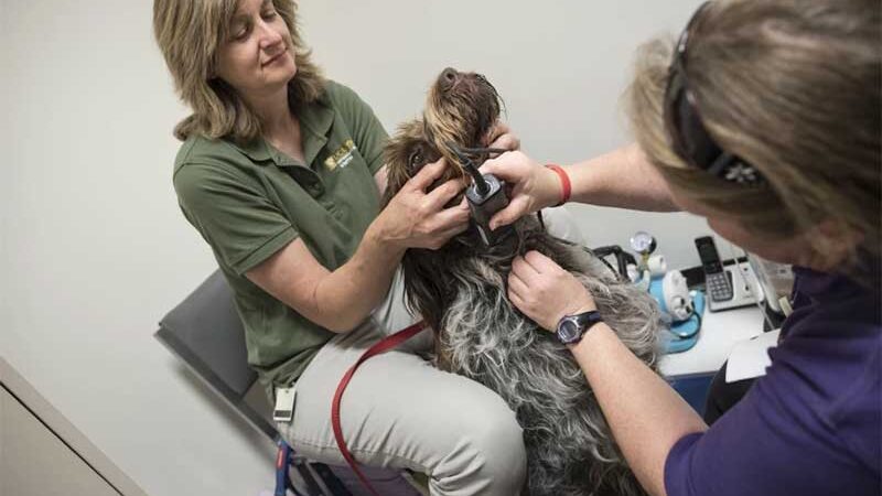 Cães enjaulados eram a única fonte de suprimento de sangue canino na Califórnia. Isso está prestes a mudar.