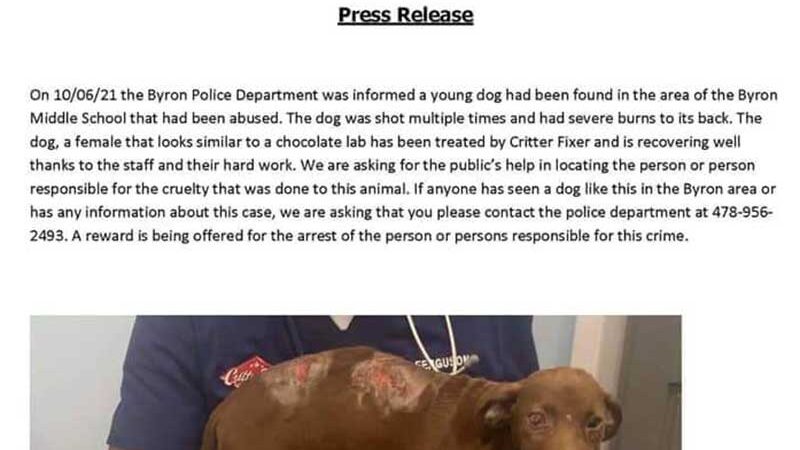 Polícia de Byron (EUA) pede ajuda para encontrar culpados de maltratar um filhote de cão de laboratório