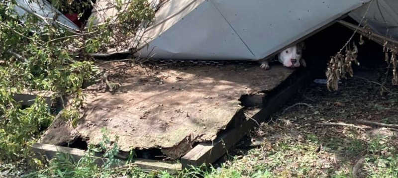 Cão deixado acorrentado se salvou por um milagre depois que o telhado caiu sobre ele