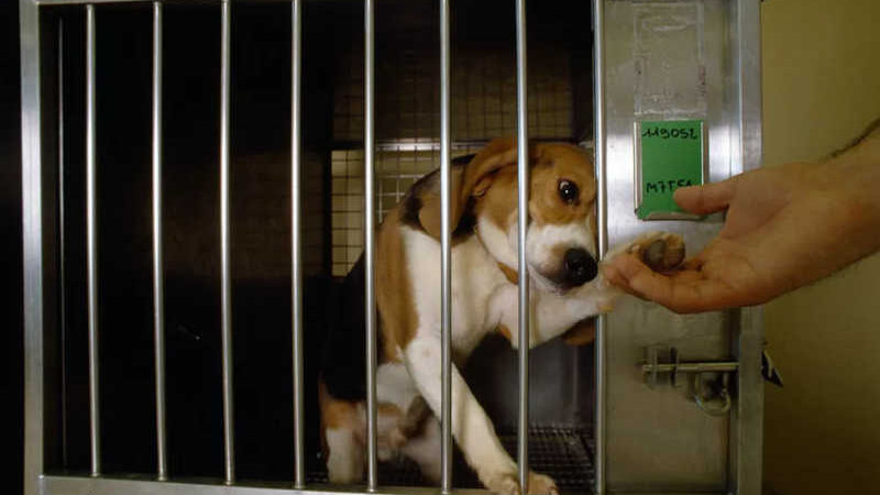 Testes em animais: agência americana é acusada de prender cães em gaiolas onde seriam comidos vivos