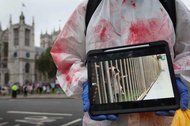 Manifestantes em protesto em Londres mostram vídeos de beagles em laboratórios — Foto: Getty Images