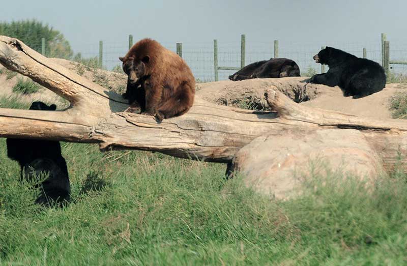 Ativistas em defesa dos animais destacam o mundo dos ursos de Yellowstone, nos EUA