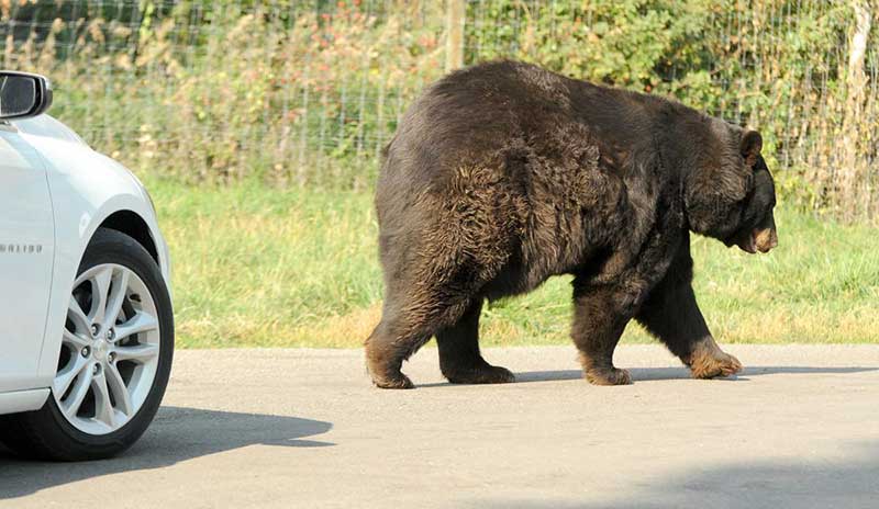 NO Yellowstone Bear World, não há barreiras entre os animais e os veículos dos visitantes enquanto eles viajam pelo parque. O Bear World diz aos visitantes para continuarem se movendo e não pararem enquanto estiverem no recinto dos  animais.