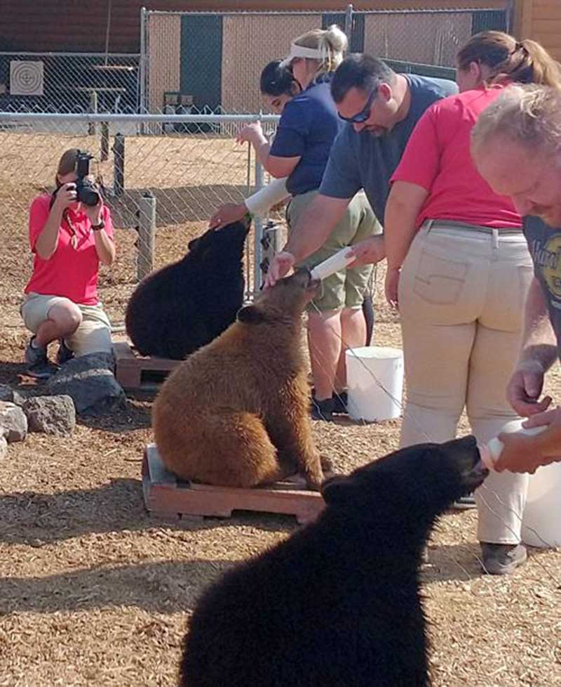 Visitantes alimentam filhotes no Yellowstone Bear World. Jay Pratte, diretor de cuidados, conservação e educação dos animais no Zoológico de Utica / a / 