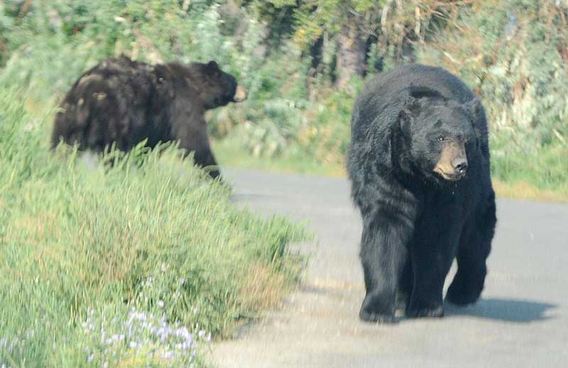 Dois ursos negros andam pelo caminho que o motorista usa durante a sua viagem pelo parque. Foto Johnathan Hogan
