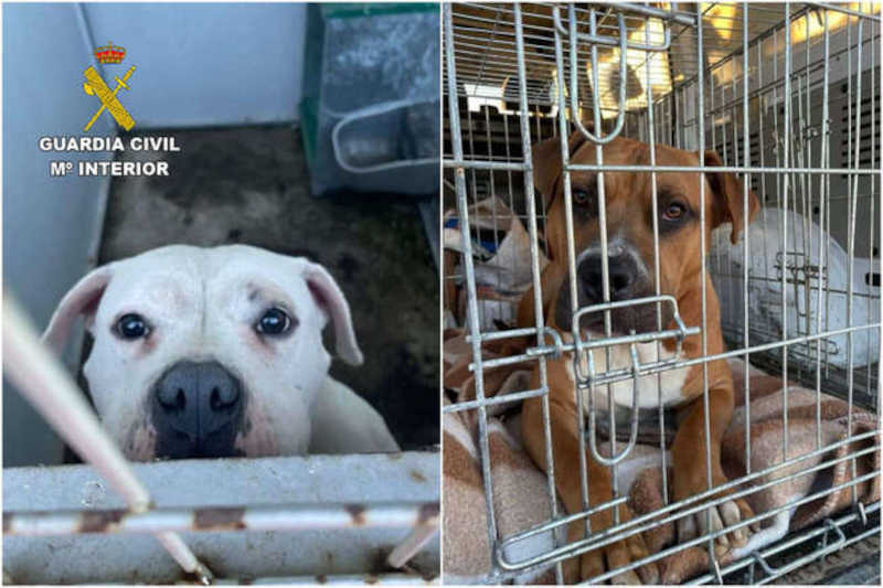 Espanha: Guarda Civil de Escalona (Toledo) resgata dois cachorros abandonados na localidade