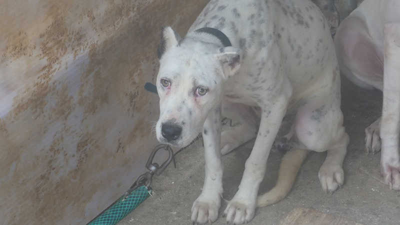 ONG Galgos del Sur denuncia maus-tratos a uma ‘rehala’ de cães na Espanha