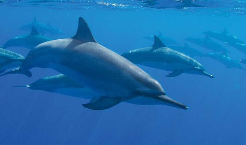 Os delfinários devem ser extintos na Espanha!