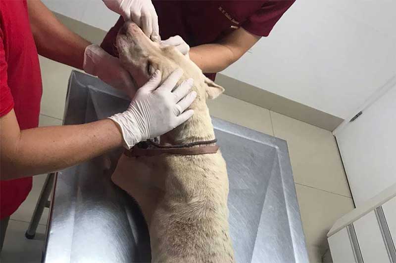 Com fome e feridas, dois cães vítimas de maus-tratos são resgatados em GO. Imagens fortes