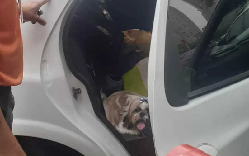 Cadela é resgatada após ser deixada sozinha trancada dentro de carro em shopping de Goiânia, GO