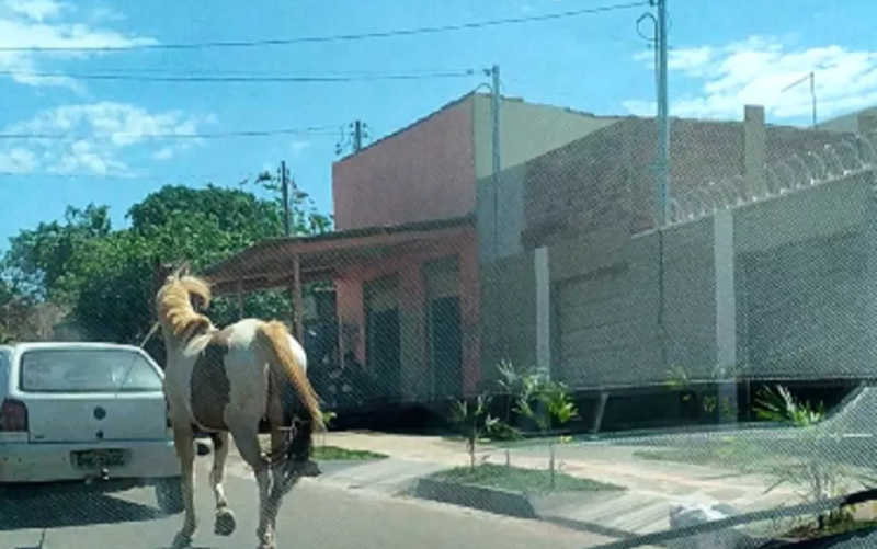 Morador filma cavalo sendo puxado por carro em Goiânia, GO