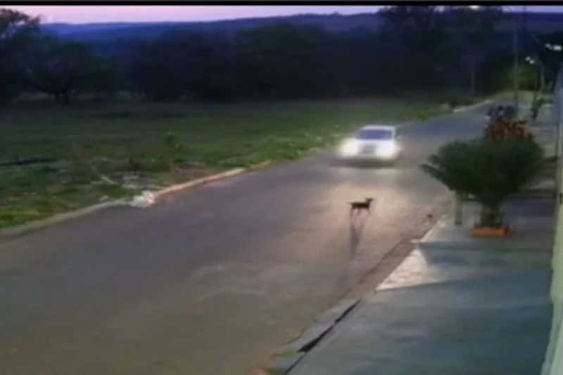 Novo vídeo mostra motorista desviando carro para atropelar cão em GO