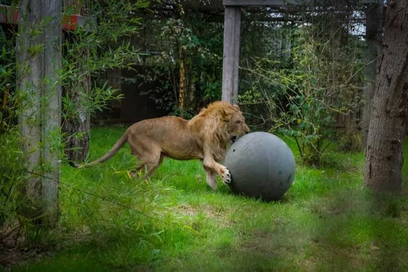 Simba, o leão resgatado de condições negligentes na Romênia, chegou ao FELIDA Big Cat Sanctuary, na Holanda, em outubro. FOUR PAWS, BOGDAN BARAGHIN / ZENGER