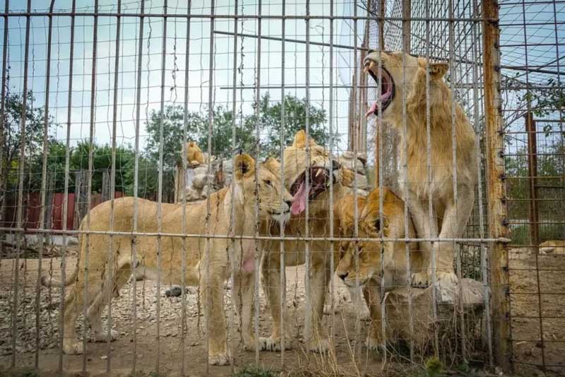 A Four Paws resgatou sete dos nove leões em condições de maus-tratos, em um centro de mantenedores privados em Picior de Munte, Romênia. Cinco serão enviados para um santuário na África do Sul. FOUR PAWS, BOGDAN BARAGHIN / ZENGER