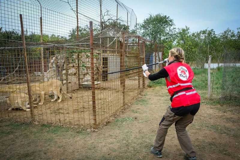 A Four Paws resgatou sete dos nove leões de más condições em Picior de Munte, Romênia, no final de setembro. FOUR PAWS, BOGDAN BARAGHIN / ZENGER