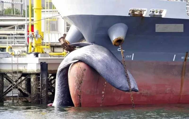 Foto mostra baleia com mais de 13m esmagada e arrastada por navio