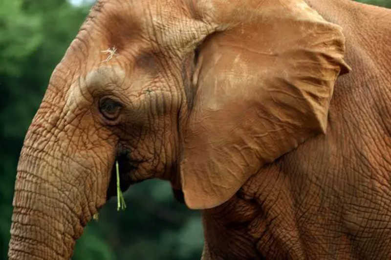 Elefanta Beré morre aos 46 anos no Jardim Zoológico de Belo Horizonte, MG